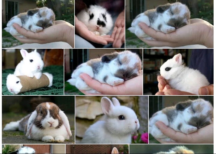 rabit