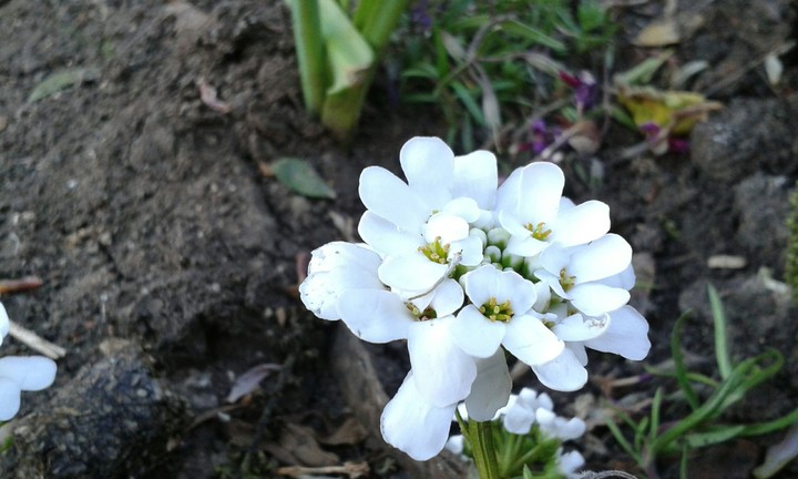 white flower