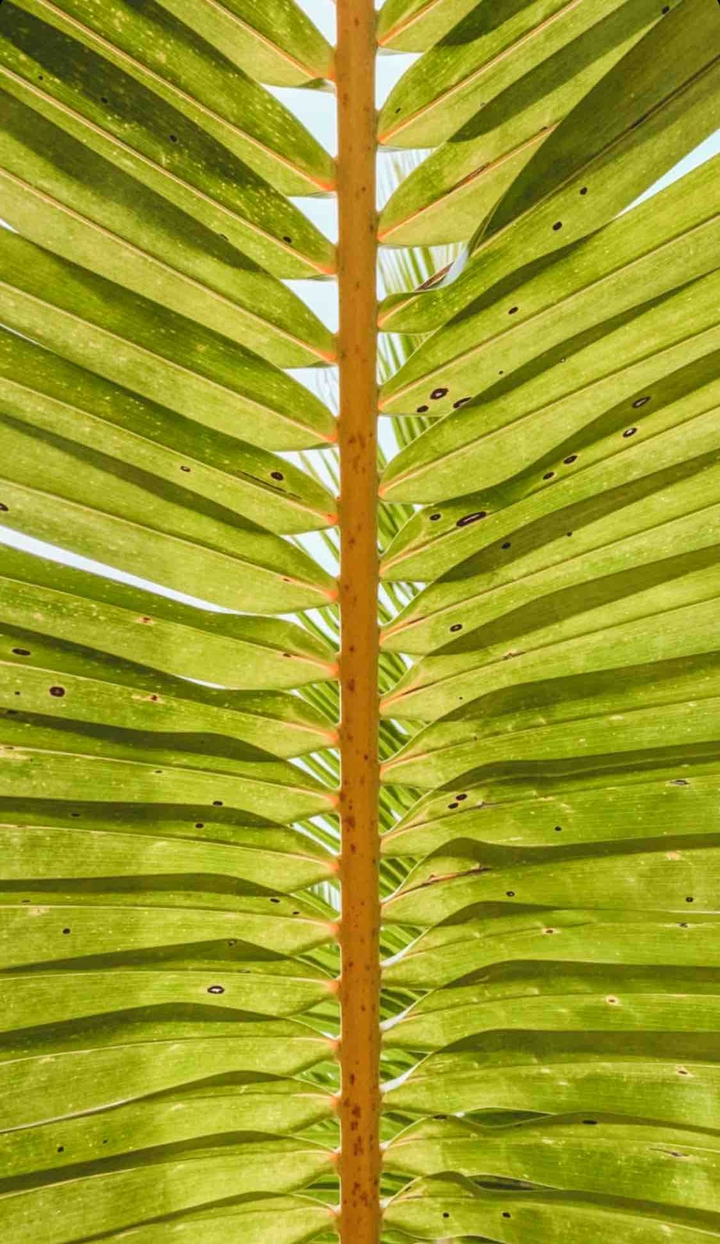 Palms
