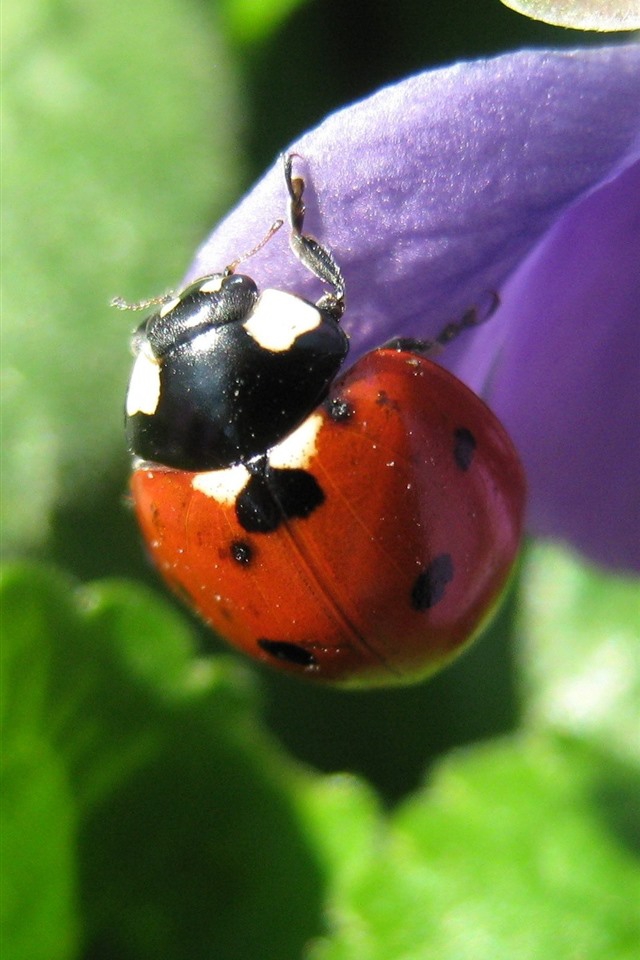ladybird