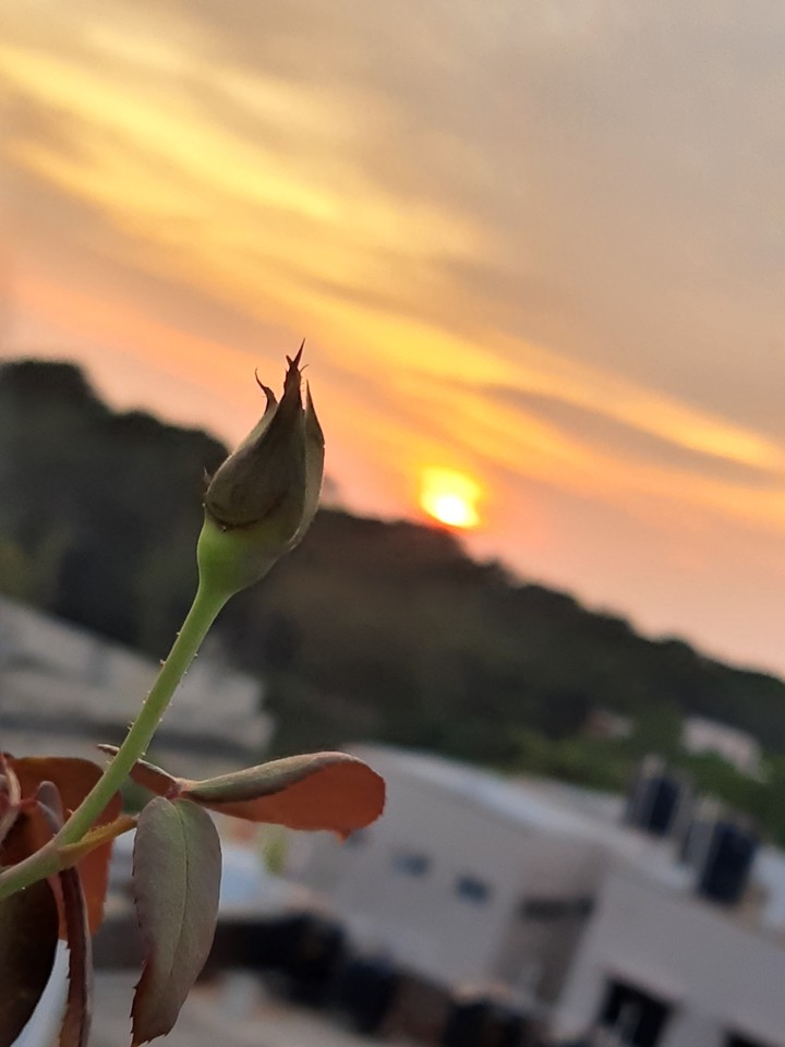 rose