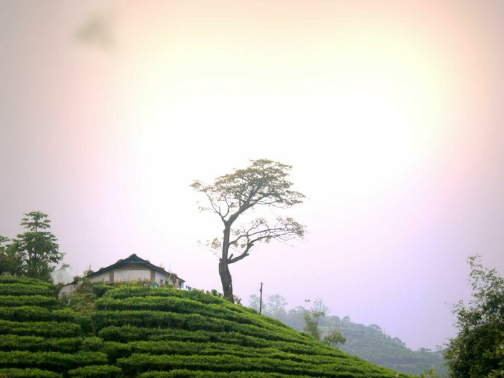 Tea garden