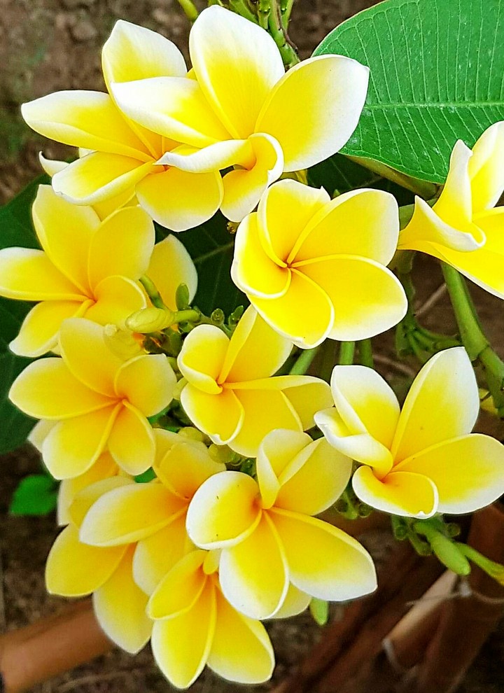 SK～flowers