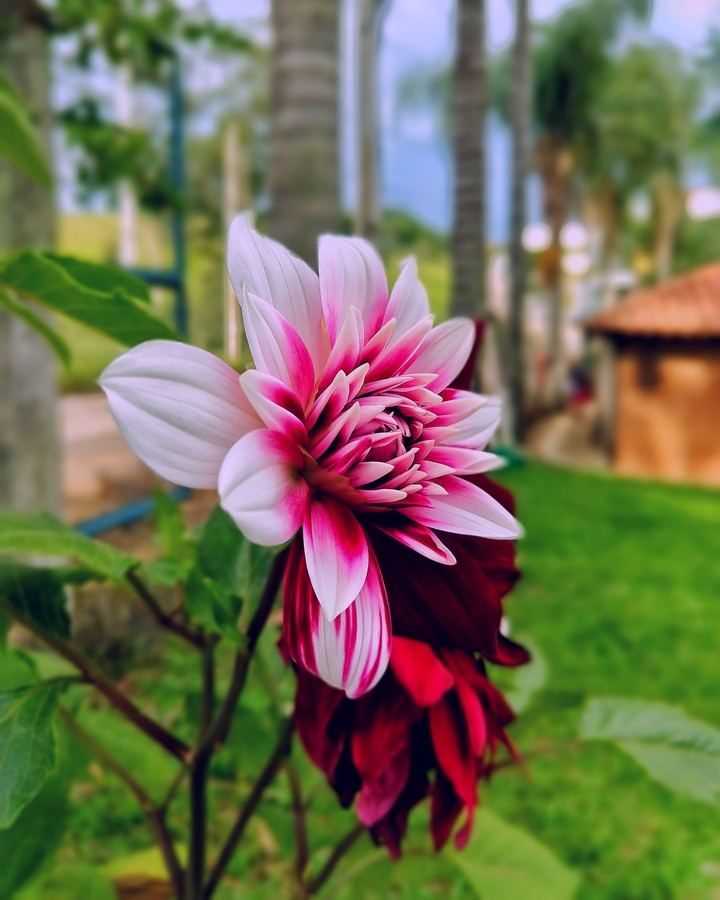 A Natureza e uma perfeição