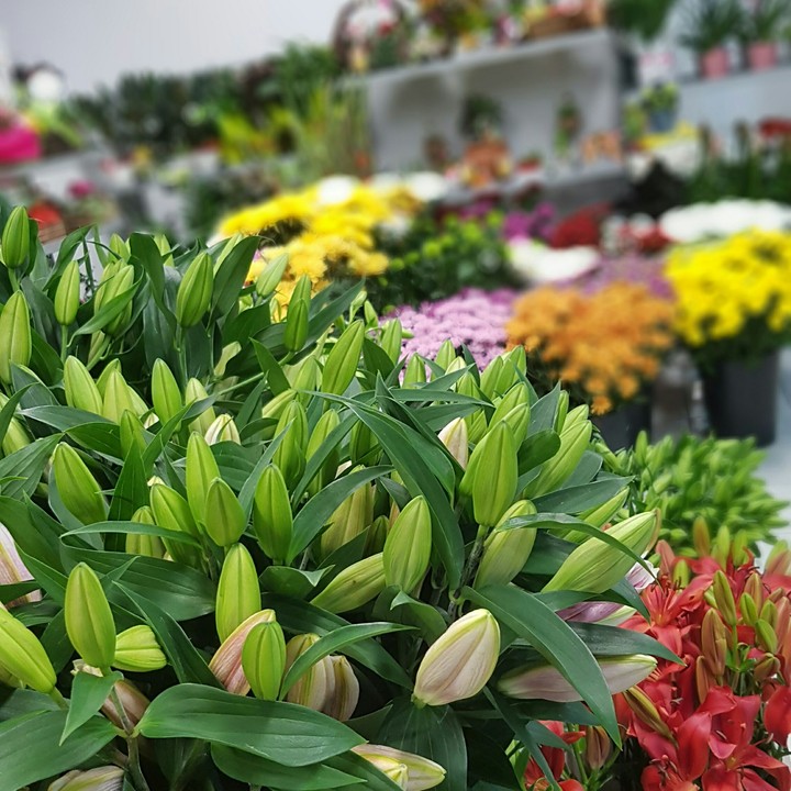 Lilium at Flora Folies Rovereto