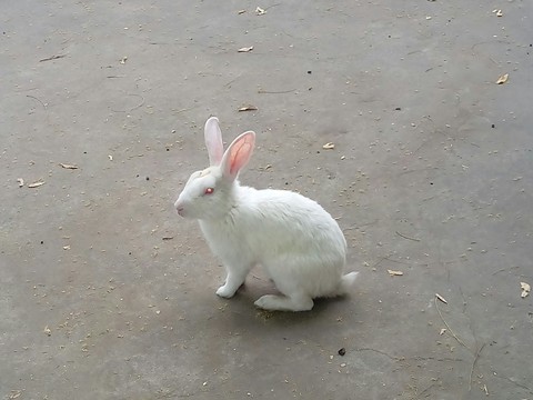 Rabbit