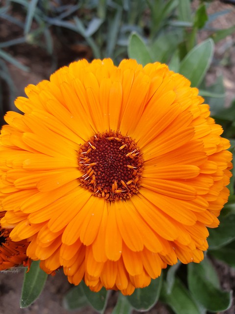 orange ?