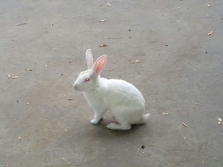 Rabbit