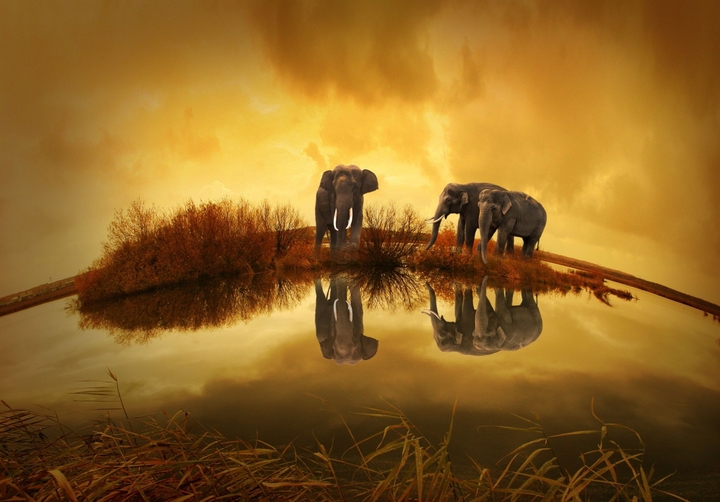 éléphants