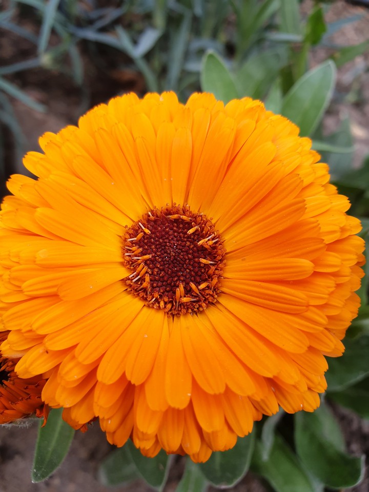 orange ?