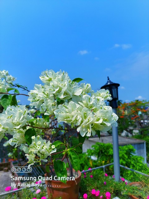 Peaceful white Bougainvillea blossom bunches ???