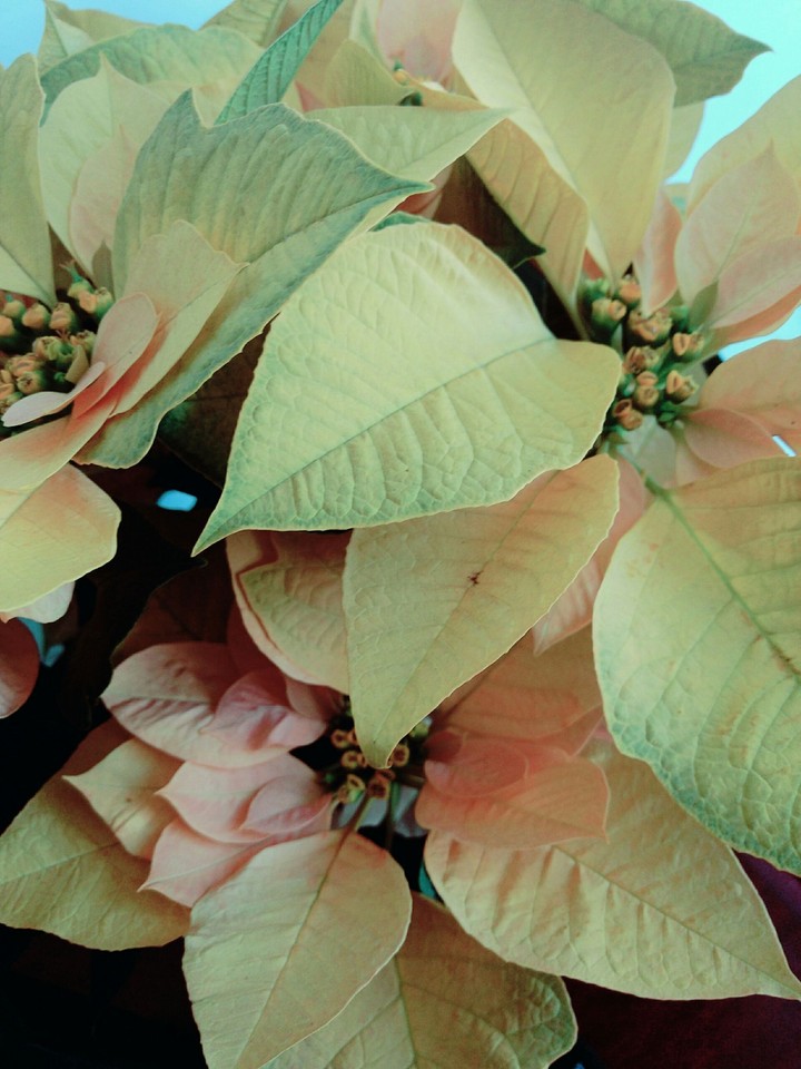 Flor de Nochebuena