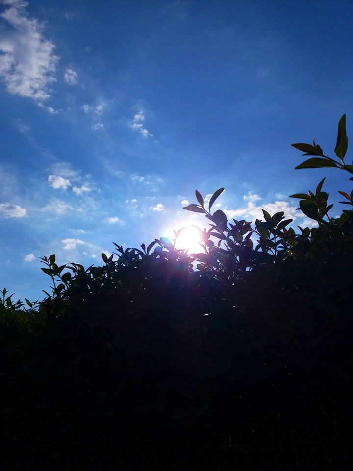 Sky and Leaves