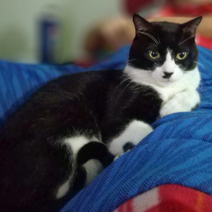Mr Zorro