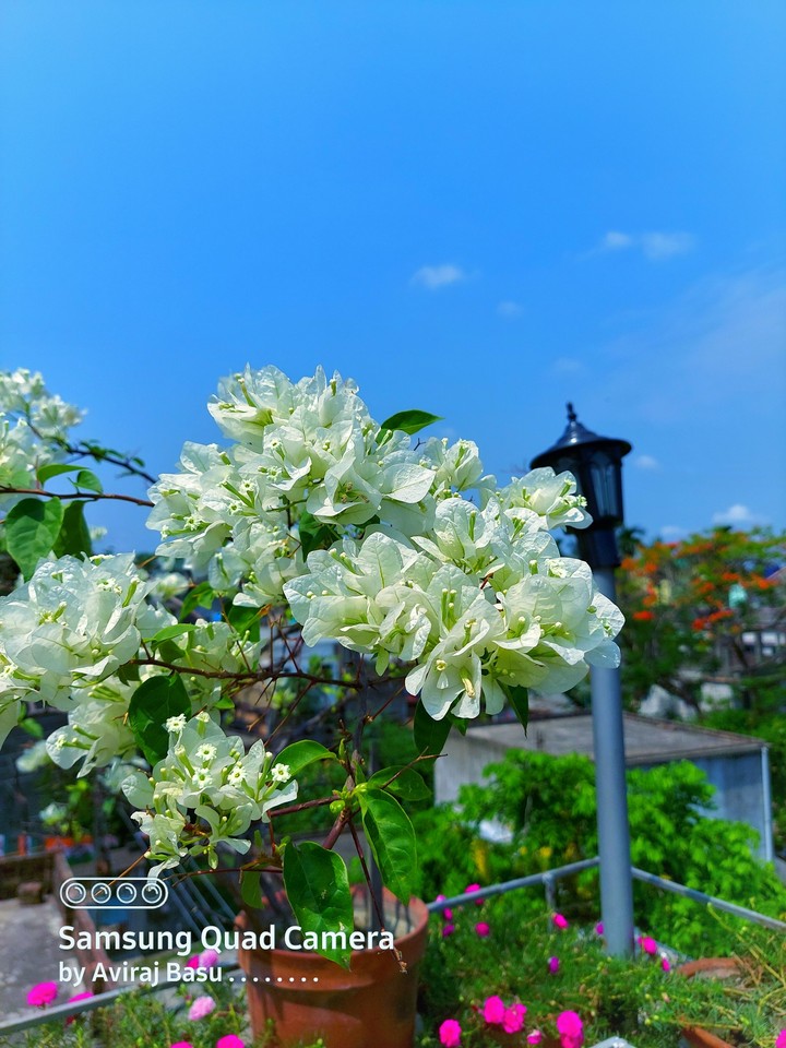 Peaceful white Bougainvillea blossom bunches ???