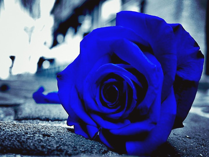 Rosa blu, love.
