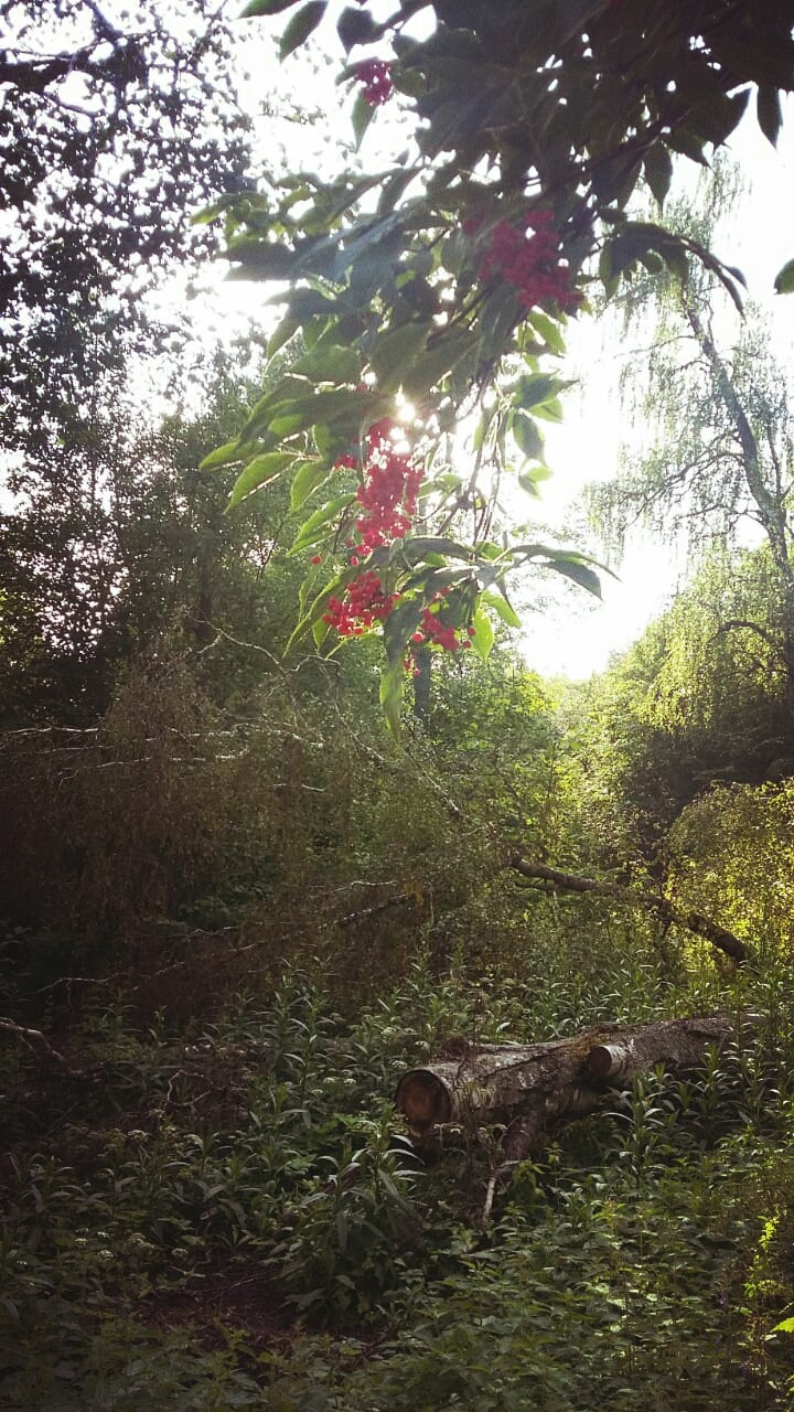 The poisonous fruit