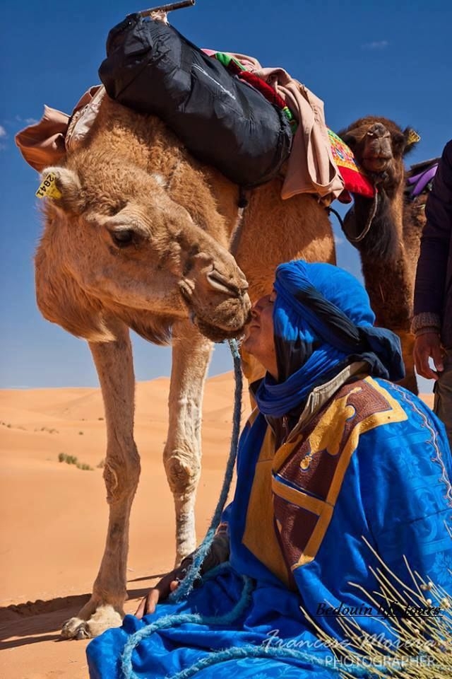 camel