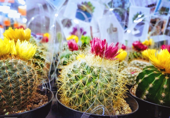 Cacti