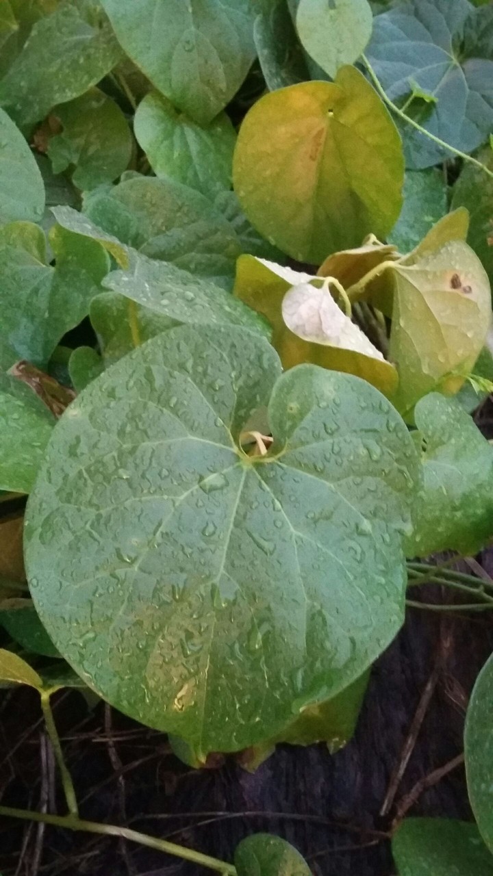 Nature In field