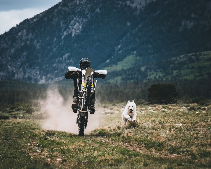 Motorcyclist Dog Race