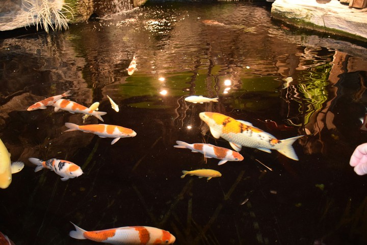 Koi fish