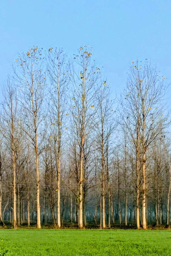 Field Trees