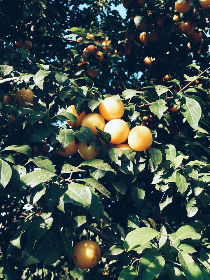 summer