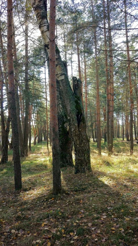 Forest