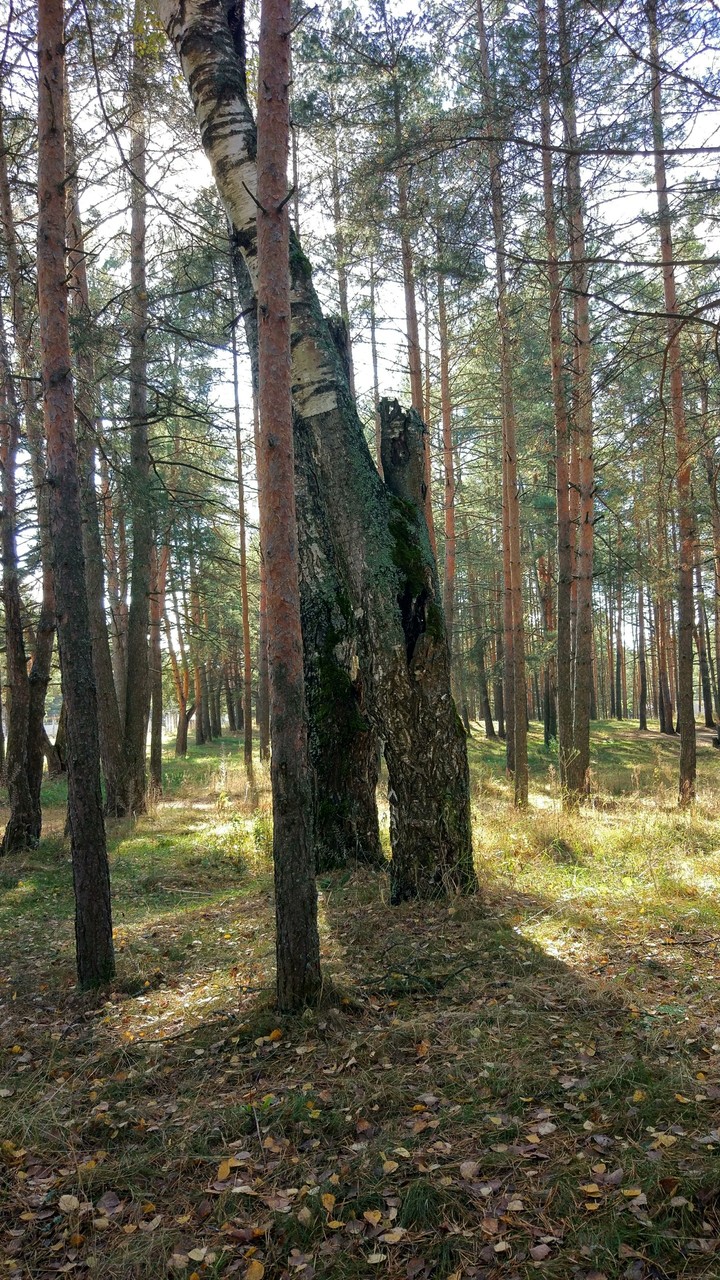 Forest