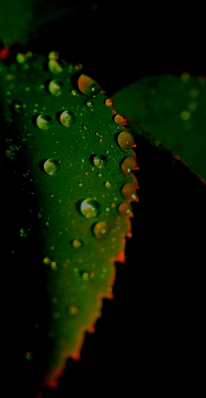 leaf