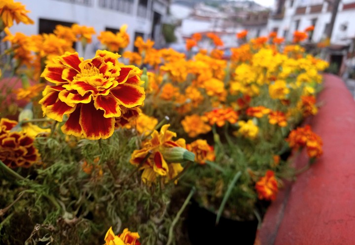 CEMPASUCHIL FLOR DE MUERTOS, TAXCO, GRO.