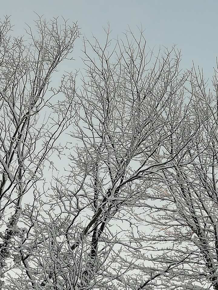 snowy tree branches