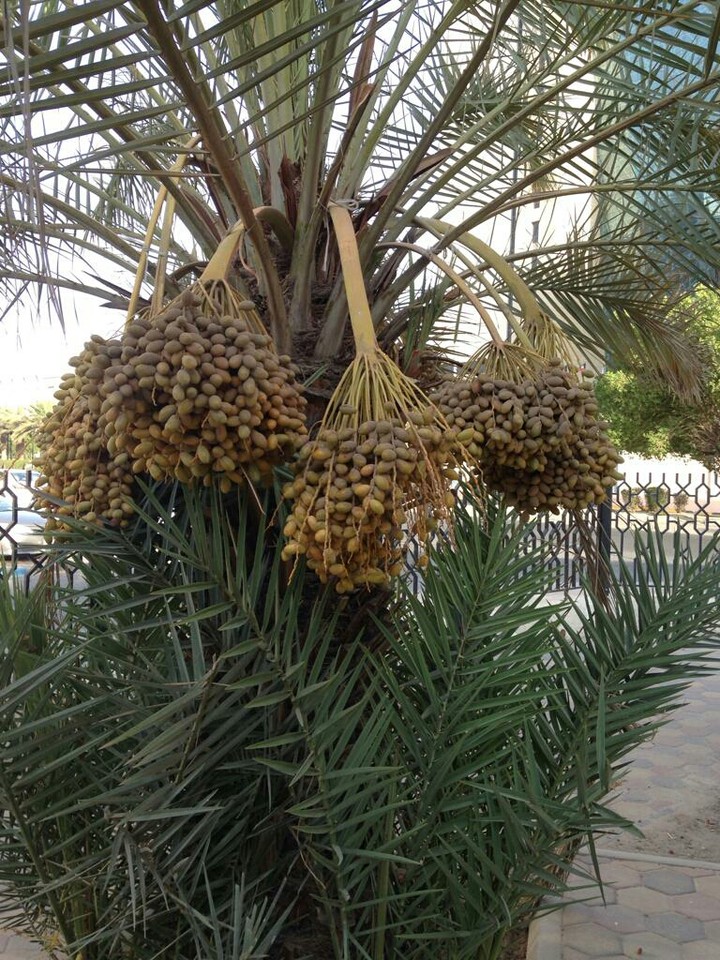 Dates