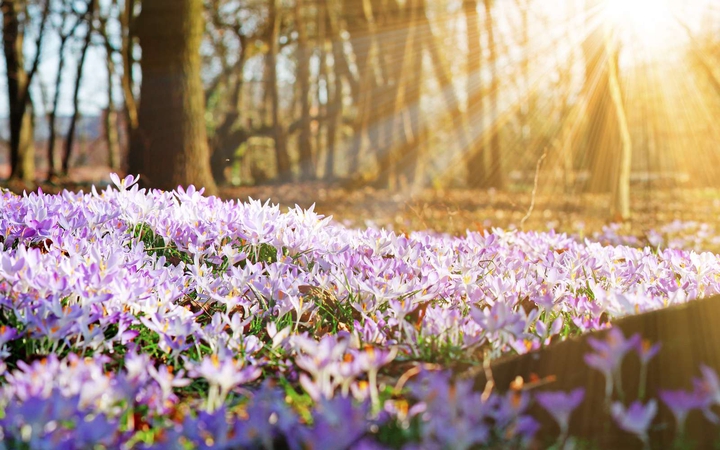 spring