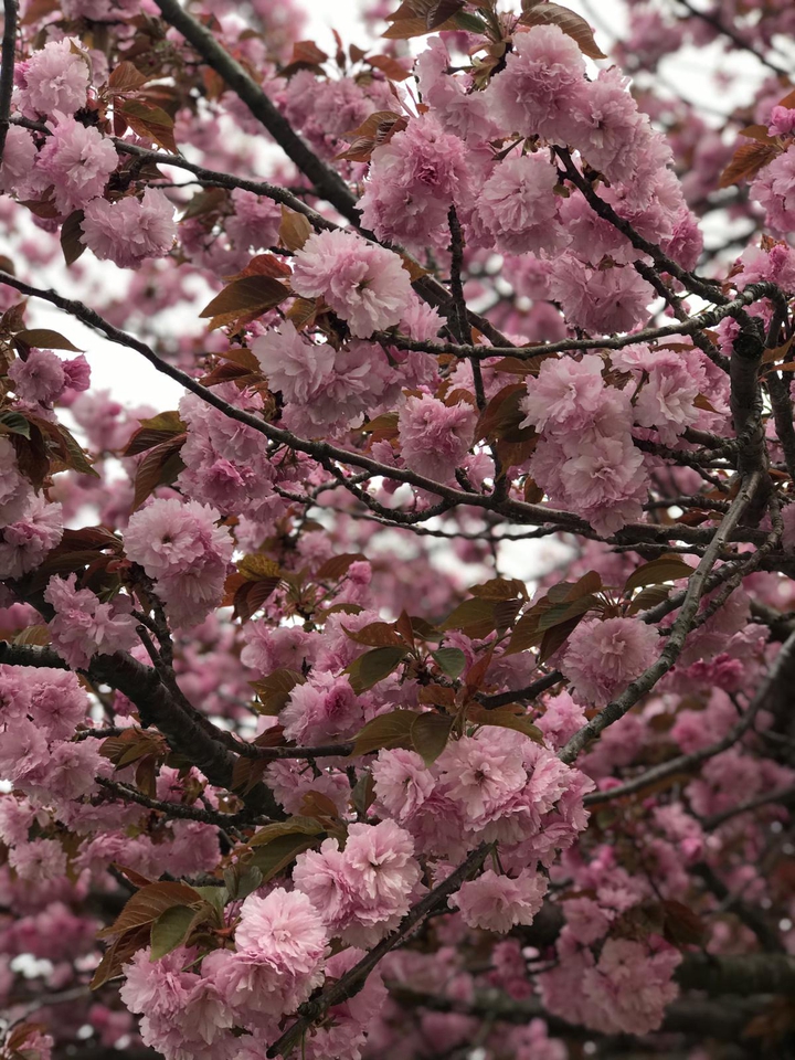 Cherry blossom