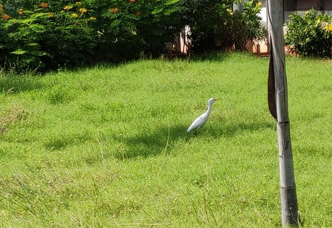 nature