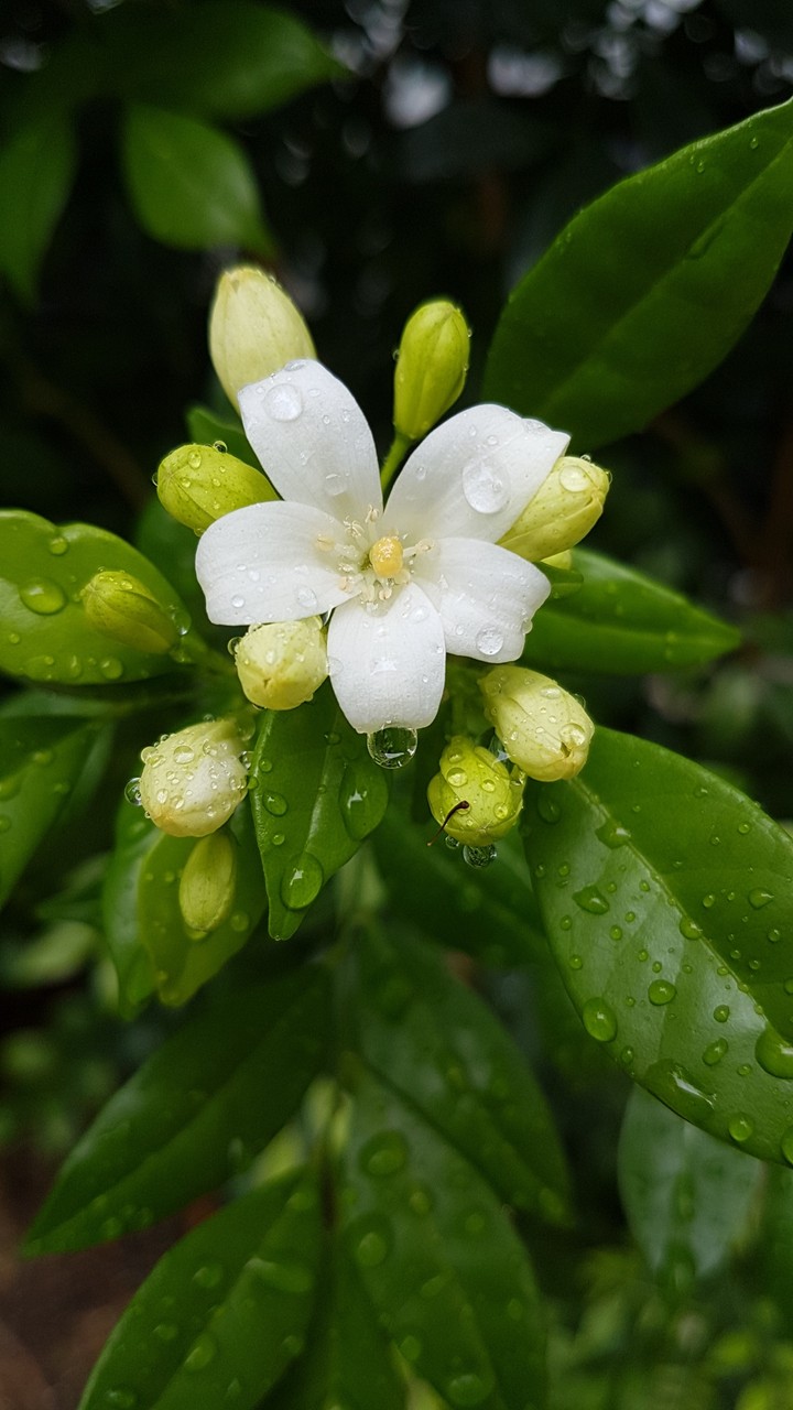 Jasmine