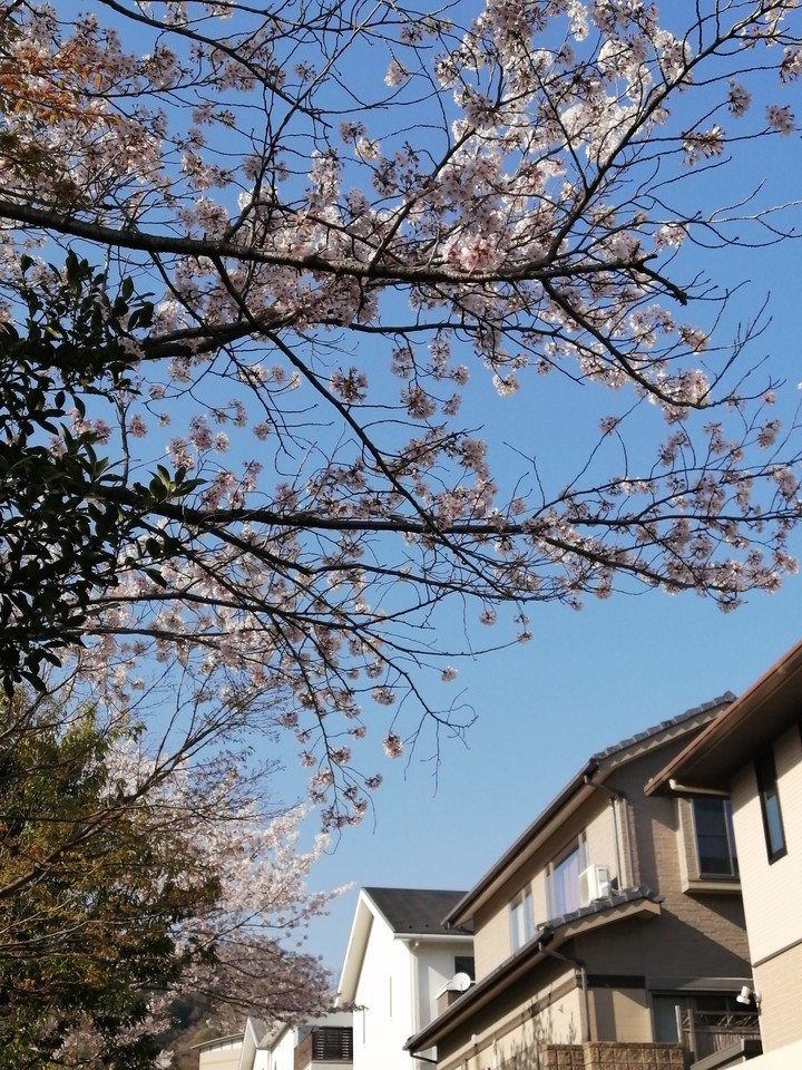 cherry blossom
