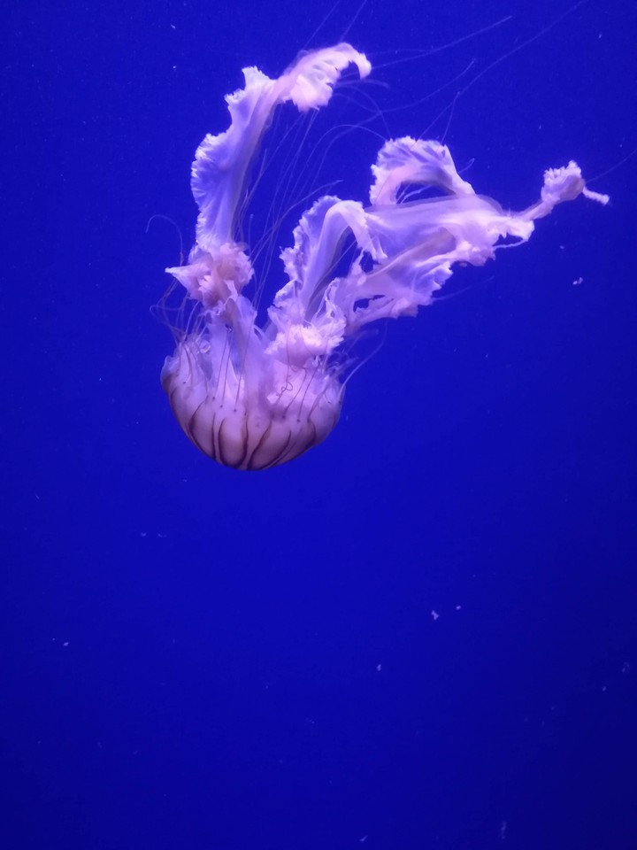 Under the sea ?