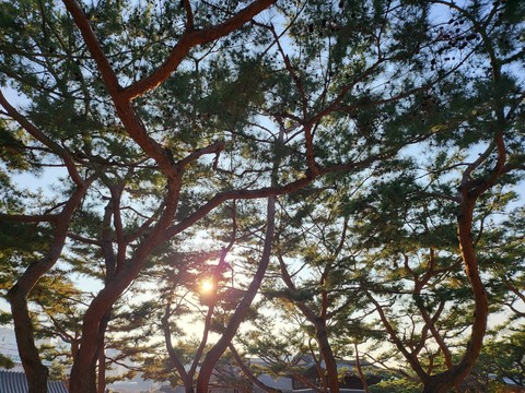 tapety tree, twig
