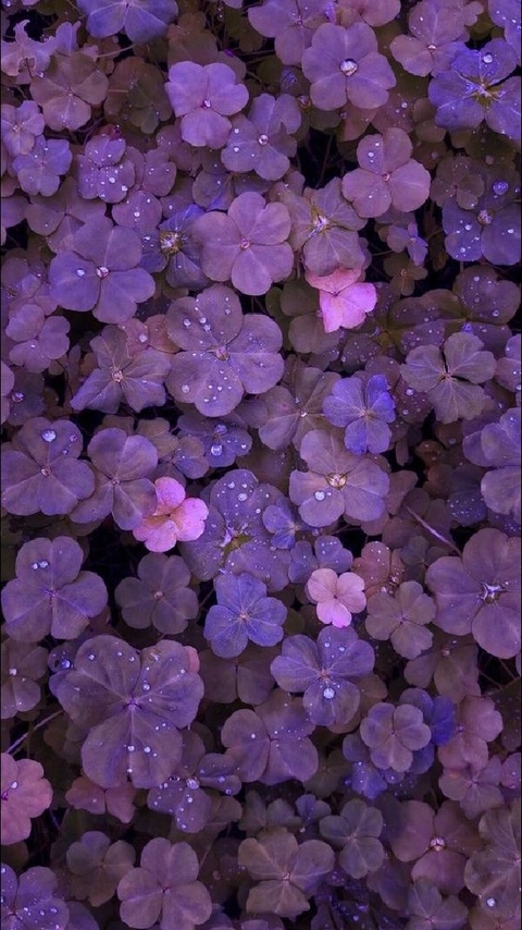 shrub, flower wallpapers