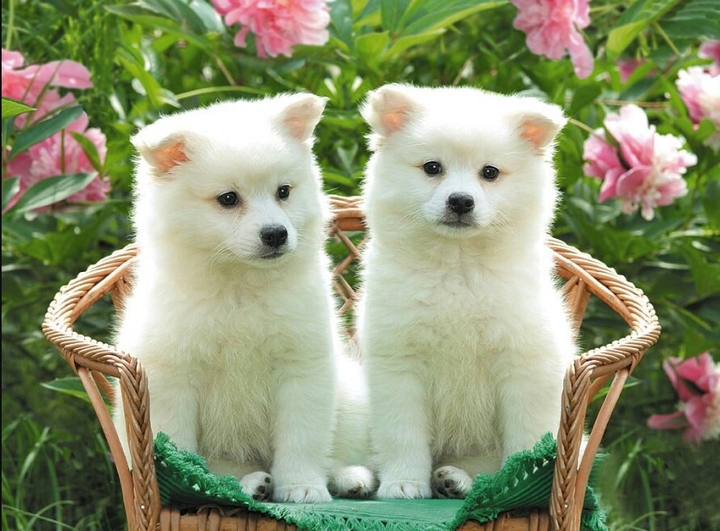 dogs