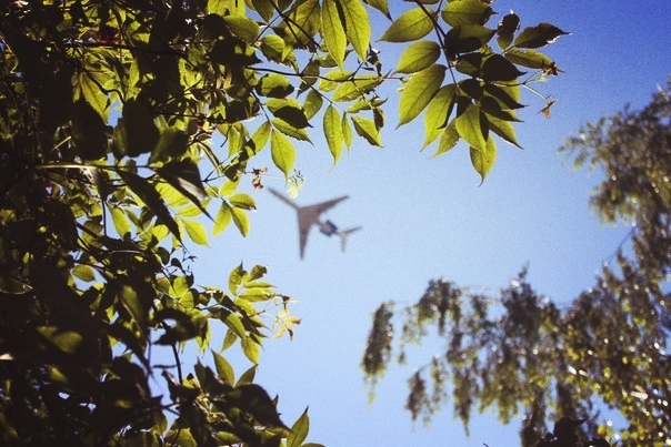 fly