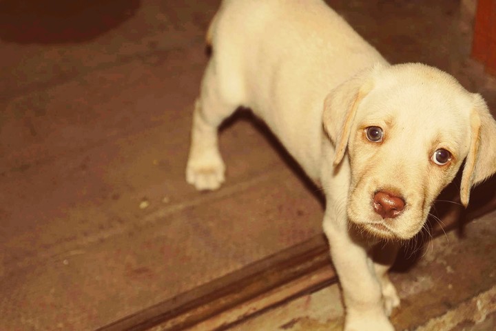 Dog