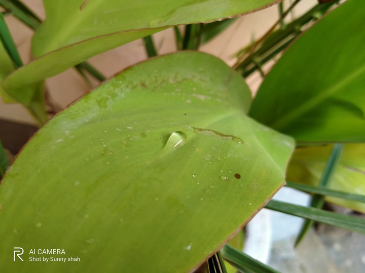 Leaf and water drop
