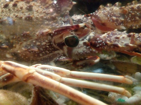 food, Crustacean壁纸