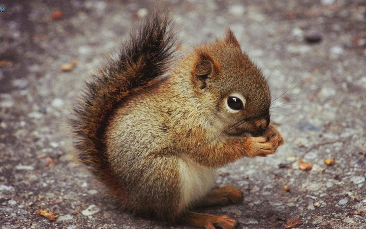 A very cute