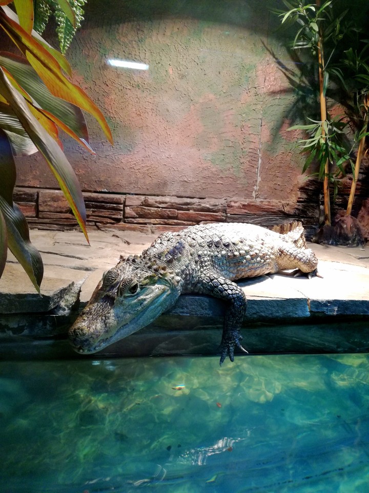 crocodile