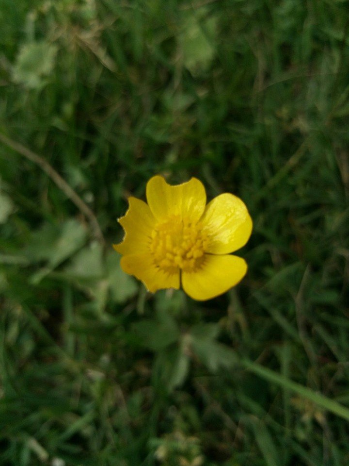yellow flower